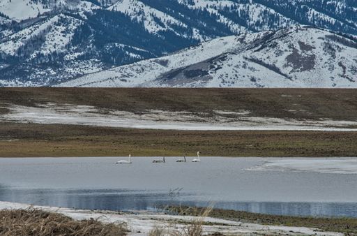 The swans swimming on the lake with snow mountain background