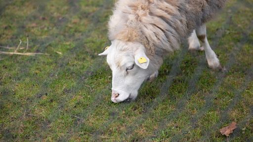 A white-furred sheep grazing in a lush, green field.