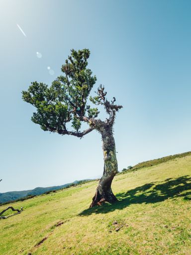 An old tilt tree at the slope of a grassy mountain under a blue cloudless sky