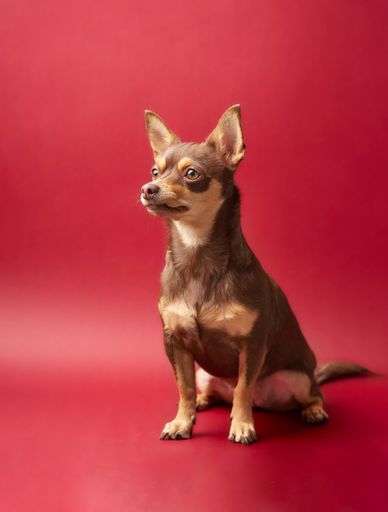 An adorable brown chihuahua against a red background
