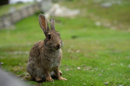 The cute rabbit sitting on lawn with copy space