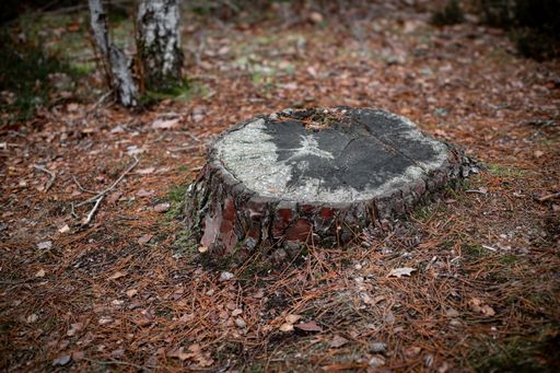 A weathered and aged tree stump surrounded by  in the Trois Pignons Forest of Fontainebleau, France