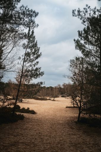 A road leading through a landscape of trees in the Trois Pignons Forest of Fontainebleau, France