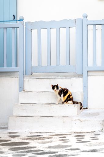 An adorable cat perched on a set of outdoor stairs in front of a blue-painted fence