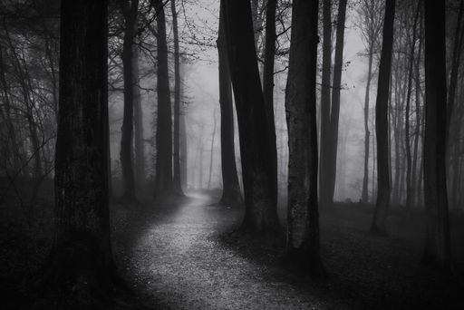 A spooky forest with misty atmosphere