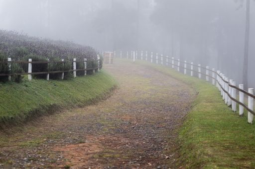 A fenced road through the forests on a foggy day