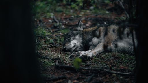 A brown and white spotted canine lies on a bed of green grass in a lush forest setting