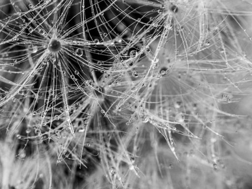 A grayscale shot of the seeds of a dandelion