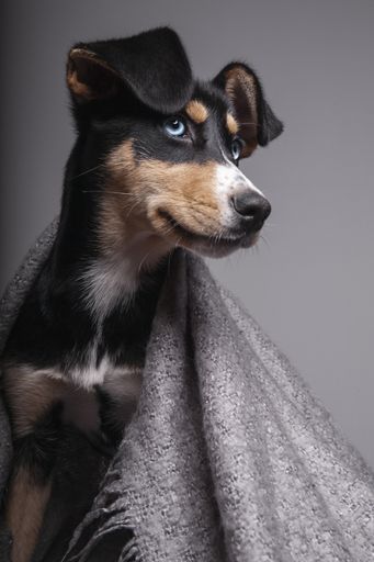 A vertical shot of a sitting Japanese terrier covered with a blanket