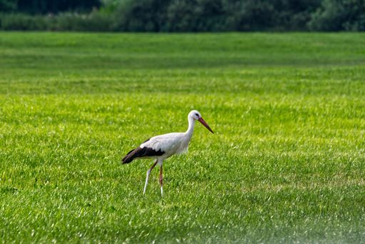 A shallow focus of a stork walking on a green field