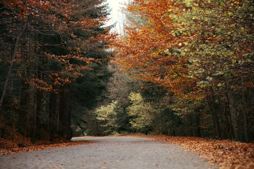 A scenic autumn forest path lined with vibrant yellow, red, and orange-hued trees