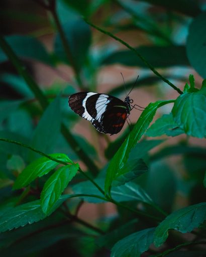 A vertical closeup shot of a sara longwing butterfly on a green leaf