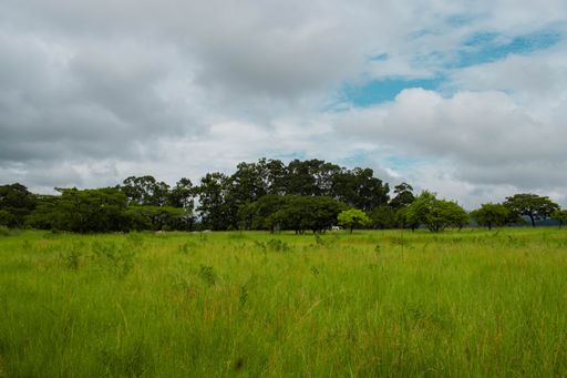 A landscape of a grassy field with trees in the distance and a cloudy sky overhead