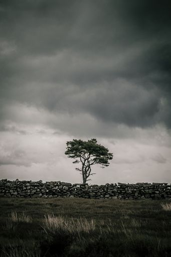 A tree under the stormy clouds loom in the sky over the Yorkshire Moors