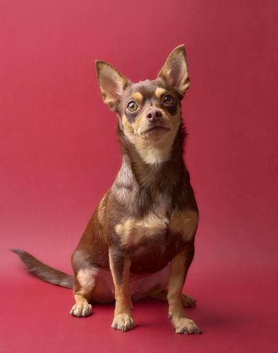 A vertical shot of a cute dog on a red background