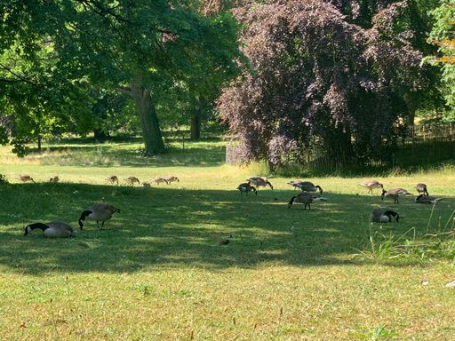 A large flock of birds perched in a grassy area with trees and shrubs in the background, near a body of water
