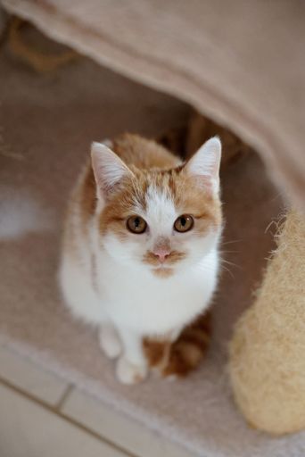 A vertical shot of a cute white and orange tabby cat with a curious expression looking into the camera