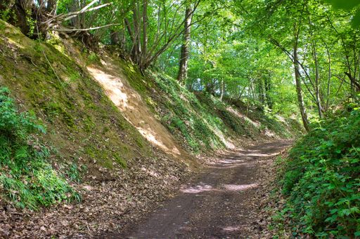 A pathway leading through a green forest