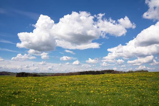 A panoramic landscape of meadow with yellow flowers under a blue cloudy sky - Bergisches Land, Germany