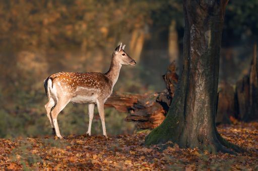 A majestic deer standing in a tranquil autumnal forest, surrounded by a plethora of fallen leaves.