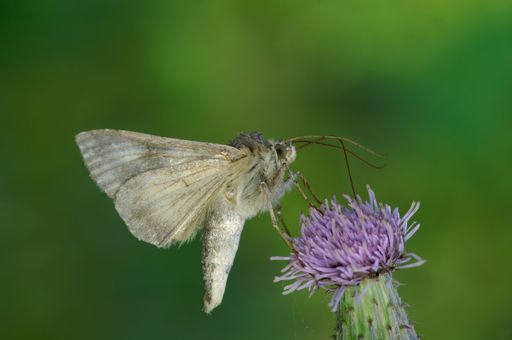 A macro shot of an autographa gamma drinking nectar from a purple thistle flower