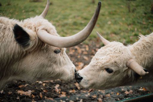 A closeup shot of a white bull and a baby white bull touching snouts on a field
