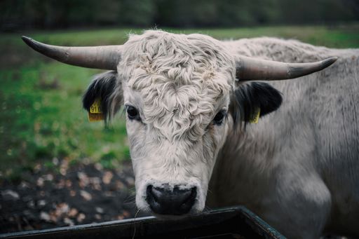 A closeup shot of a white bull with long horns standing on a meadow