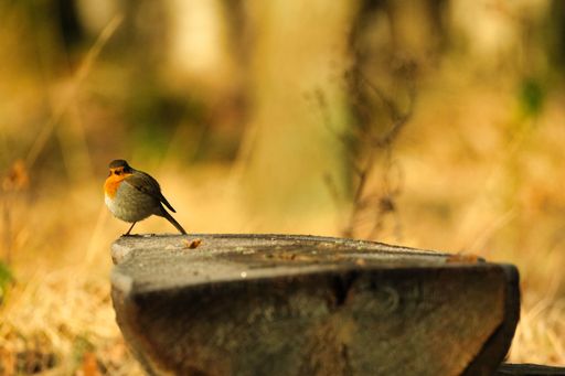 A European robin (Erithacus rubecula or Rotkehlchen) sits on a forest bench looking at the camera