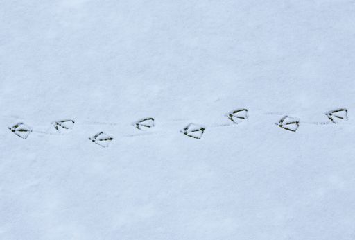 A closeup of duck footprints on the snow