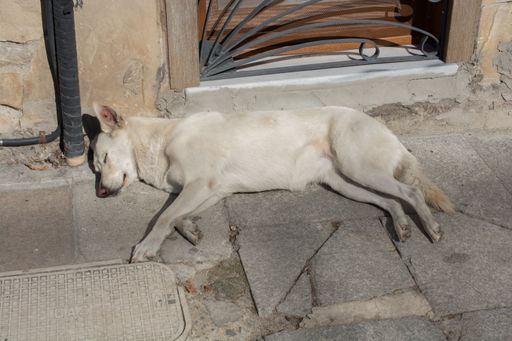 A cute homeless dog lying and sleeping on the ground on a sunny day outdoors