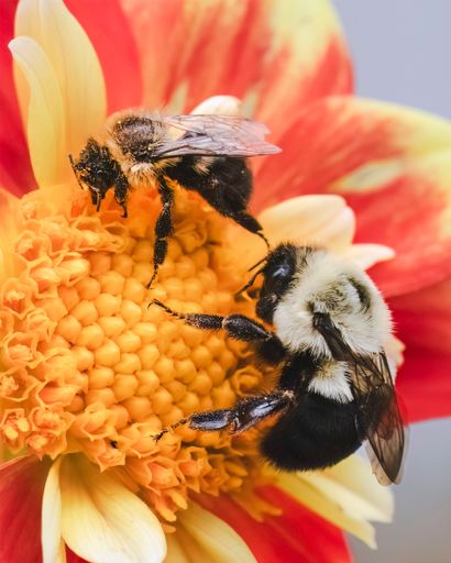 Size comparison between two female Bombus impatiens bumble bees, a smaller female worker bee (top left) and a large Queen gyne (bottom right)