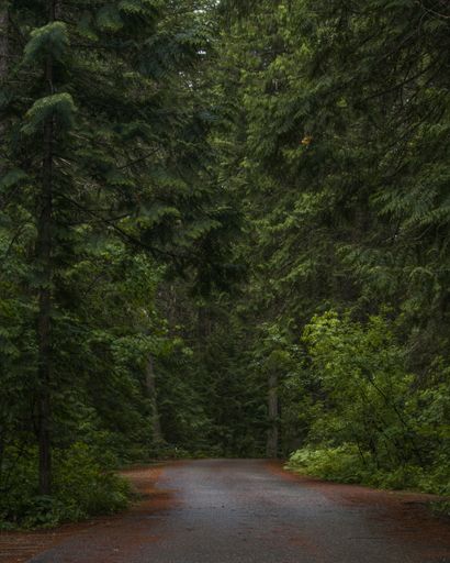 A vertical shot of a narrow pathway surrounded by trees and greenery