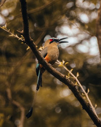 Mot Mot Bird, picture shot in Guanacaste, Costa Rica.