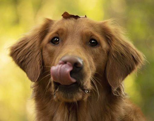 A closeup shot of a cute brown dog sticking out its tongue with a blurred background