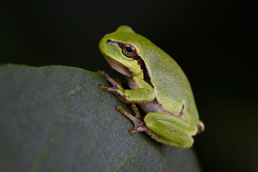 A European tree frog (Hyla arborea) perched atop a leaf