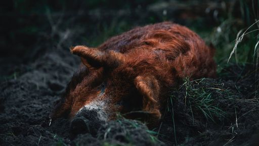 A Mangalica pig lying contentedly on the ground in front of a lush forest backdrop
