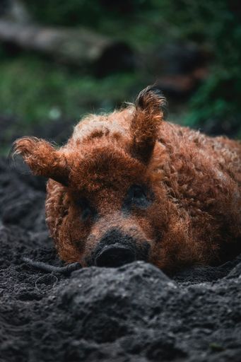 A Mangalica pig lying contentedly on the ground in front of a lush forest backdrop
