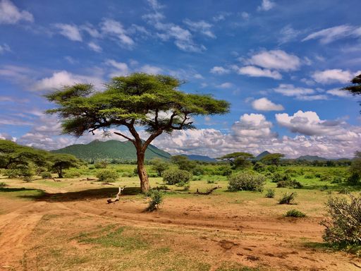A majestic tree stands tall in the middle of a rural landscape, with a dirt road leading through the grassy field to the right of the tree