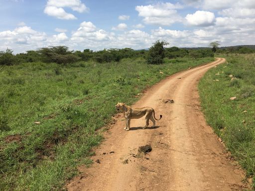 An imposing and majestic lion strides across a dirt road cutting through a vast grassy savannah