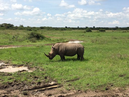 Three African white rhinos grazing in their natural habitat on a sunny day with a cloudy sky