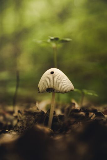 A vertical shot of an exotic mushroom captured in the middle of a foret
