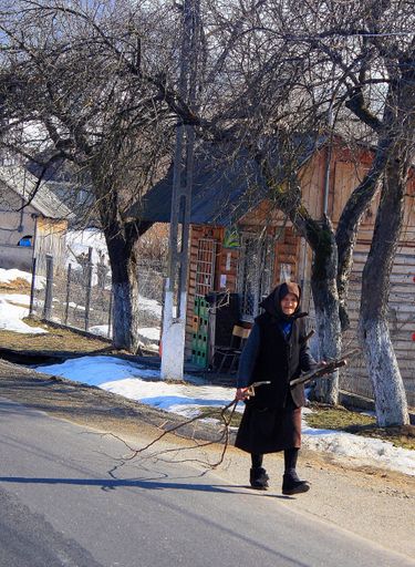 an old woman pulling firewood . An old woman from Transylvania - Romania pulls wood for fire