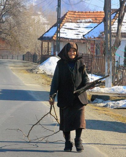 an old woman pulling firewood . An old woman from Transylvania - Romania pulls wood for fire