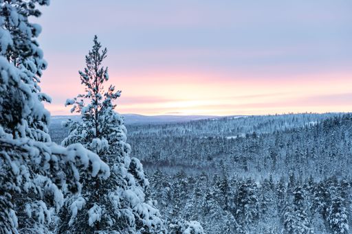 A stunning winter landscape with pine trees covered in snow