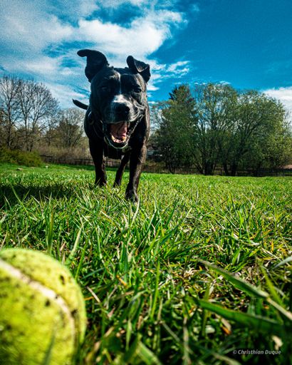 A vertical shot of a dog playing with a ball in the park on a sunny day