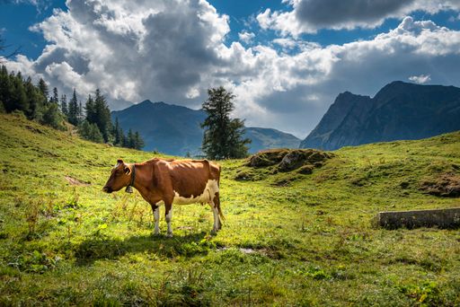 A cow grazing on a green meadow at Mont Blanc in Switzerland