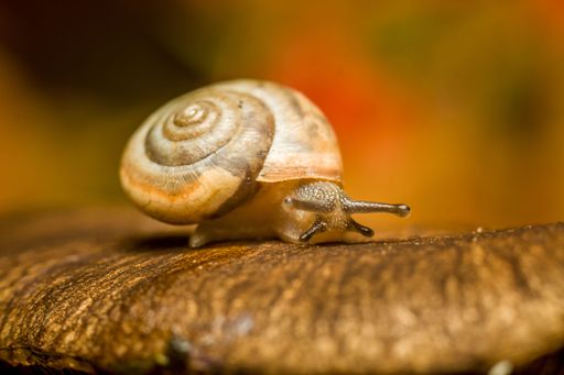 An isolated image of a snail perched atop a lush green leafy tree trunkk