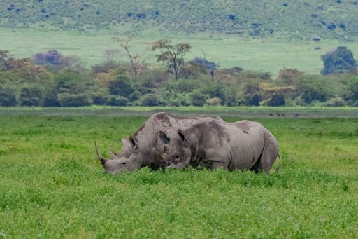 An African rhinoceros stands in a grassy savanna, grazing on the vegetation
