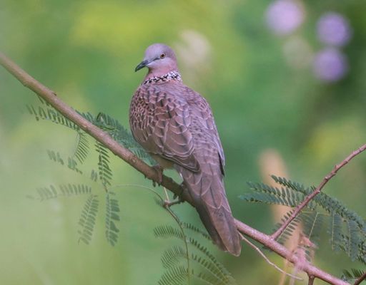 A turtle dove perched on a twig of a tree branch with a backdrop of colorful blooms