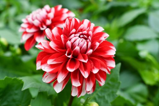 A closeup shot of blooming Dahlia flowers in the greenery